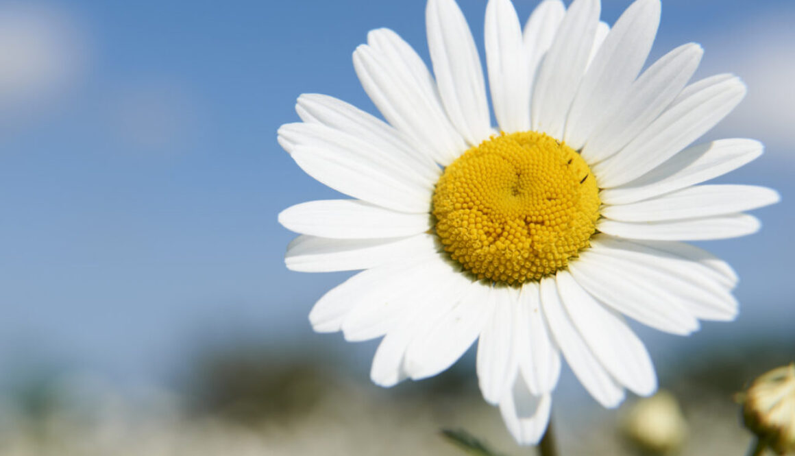 Daisies